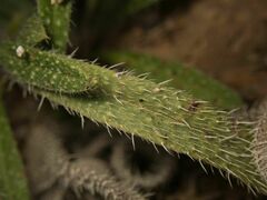 Echium