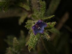 Echium