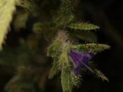 Echium