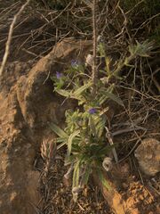 Echium