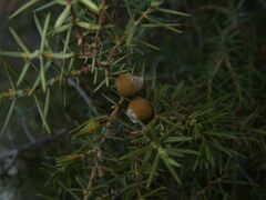Juniperus