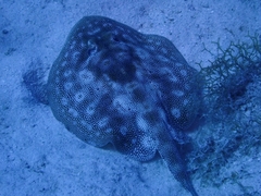 Urobatis jamaicensis