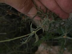Helianthemum