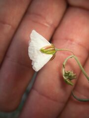 Helianthemum