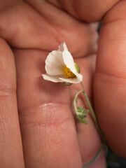 Helianthemum