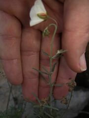 Helianthemum