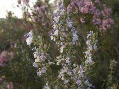 Salvia rosmarinus