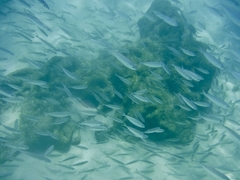 Decapterus macarellus