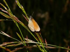 Coenonympha glycerion