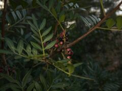 Pistacia lentiscus