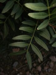 Pistacia lentiscus