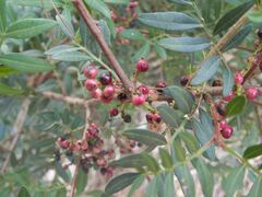 Pistacia lentiscus