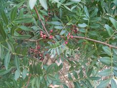 Pistacia lentiscus
