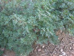 Pistacia lentiscus