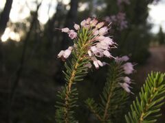 Erica multiflora