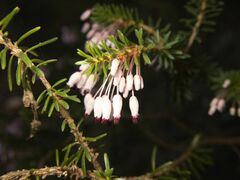 Erica multiflora