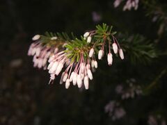 Erica multiflora