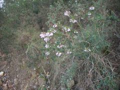Erica multiflora