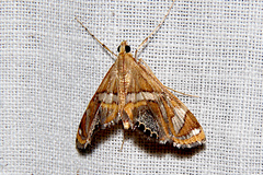 Margarosticha euprepialis