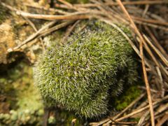 Bryophyta