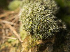 Bryophyta
