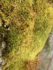 Tortella