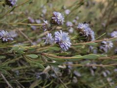Globularia alypum