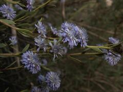 Globularia alypum