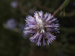 Globularia alypum