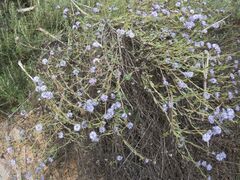 Globularia alypum