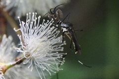 Toxorhynchites speciosus