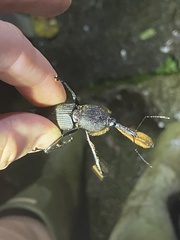 Rhinostomus barbirostris image