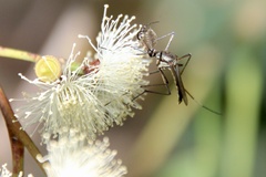 Toxorhynchites speciosus