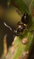 Crematogaster auberti