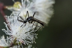 Toxorhynchites speciosus