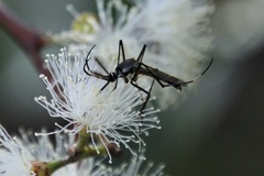 Toxorhynchites speciosus