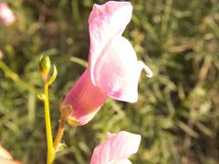 Antirrhinum