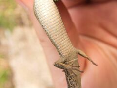 Podarcis liolepis