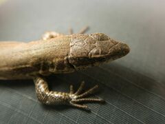 Podarcis liolepis