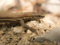Podarcis liolepis