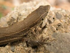 Podarcis liolepis