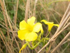 Oxalis pes-caprae