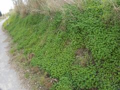 Oxalis pes-caprae