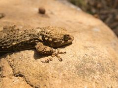 Tarentola mauritanica