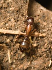 Camponotus sylvaticus