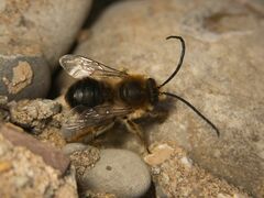 Eucera