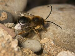 Eucera