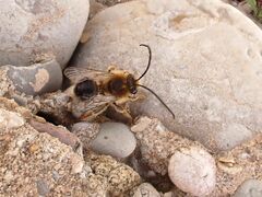 Eucera