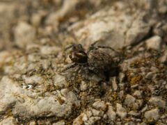 Salticidae