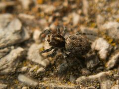Salticidae